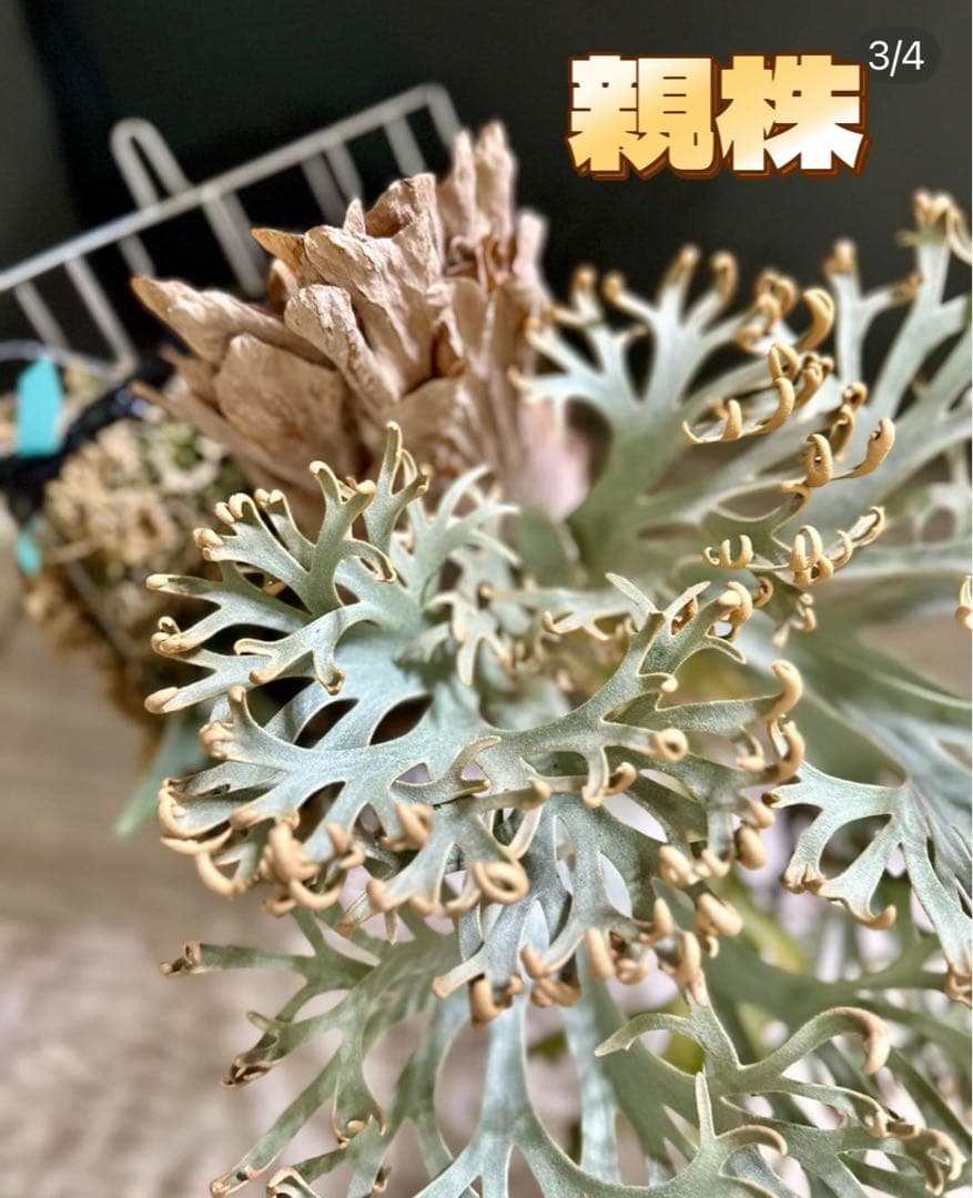 しーあ　ビカクシダ　P.willinckii Dwarf Nook