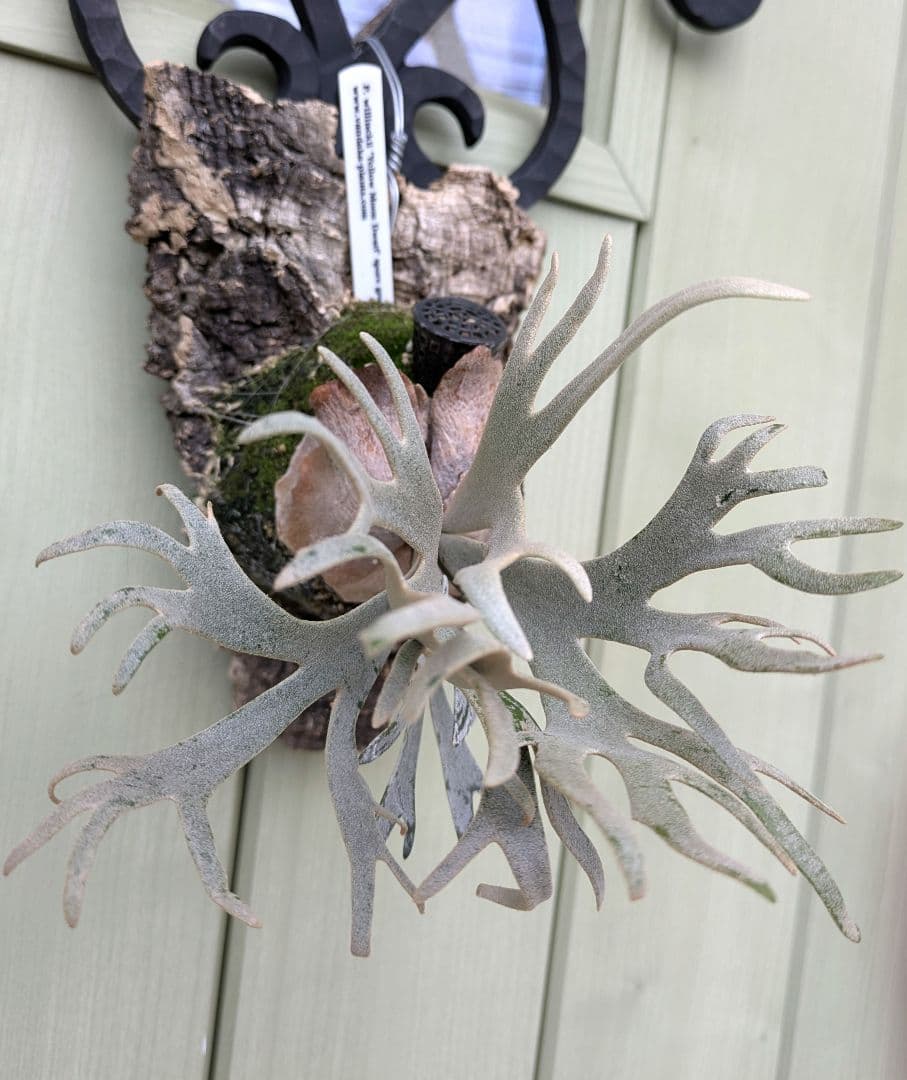 ビカクシダ☆yellow moon dwarf spore☆selected株