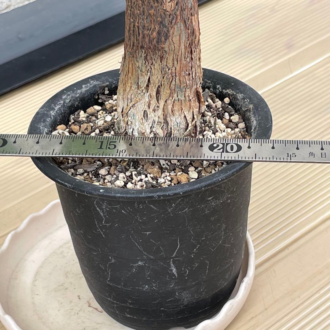 斑入りパキラ ムーンライト 希少 実生