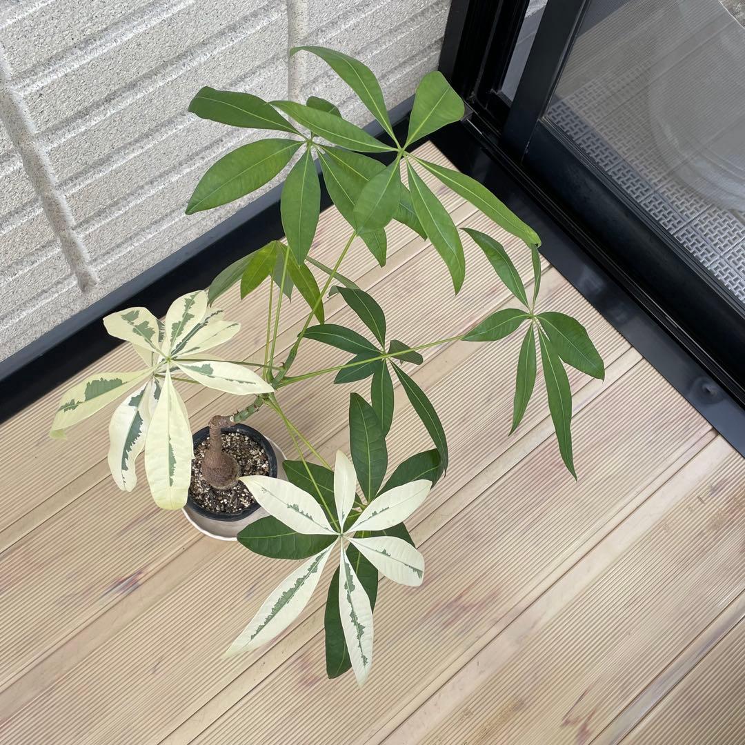 斑入りパキラ ムーンライト 希少 実生