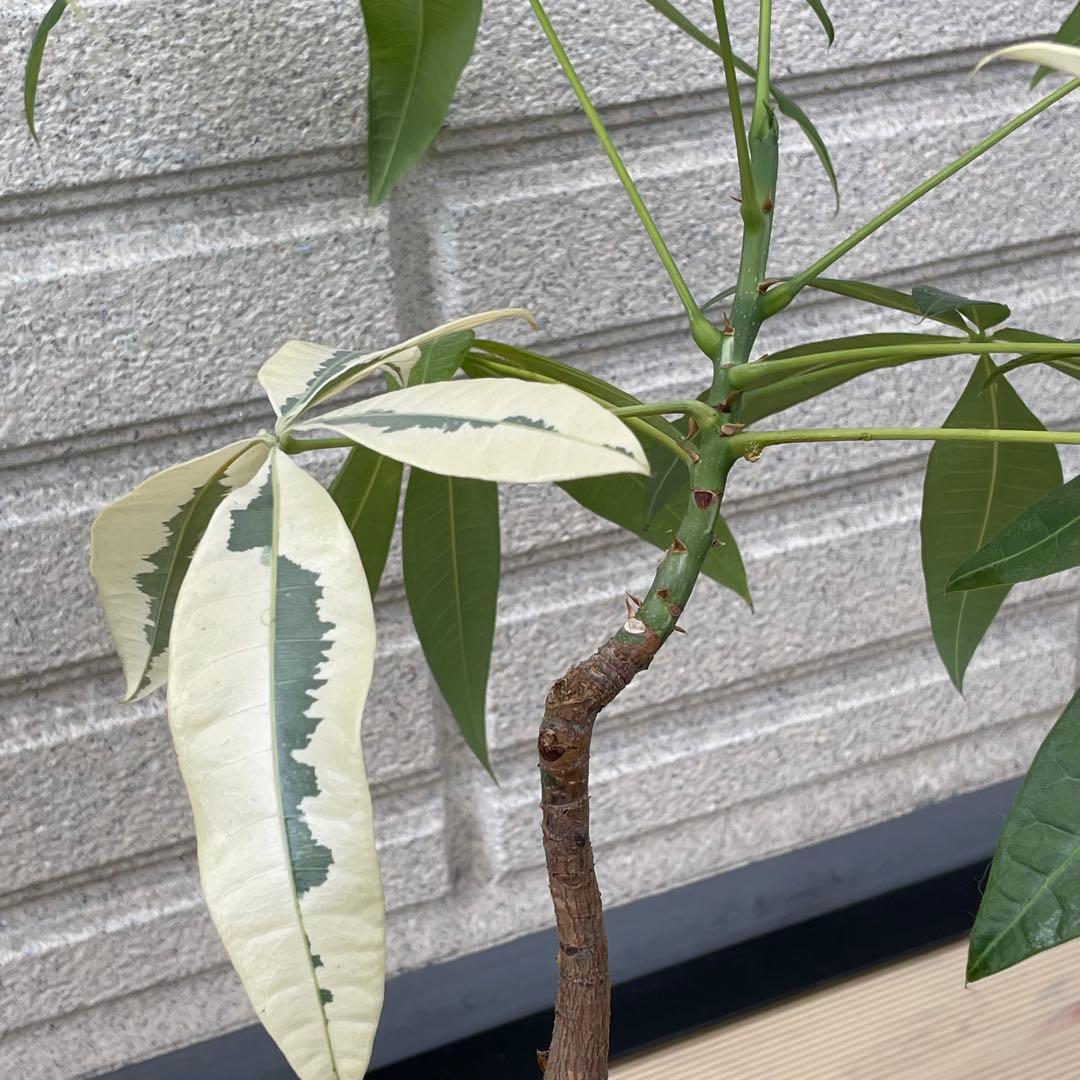 斑入りパキラ ムーンライト 希少 実生