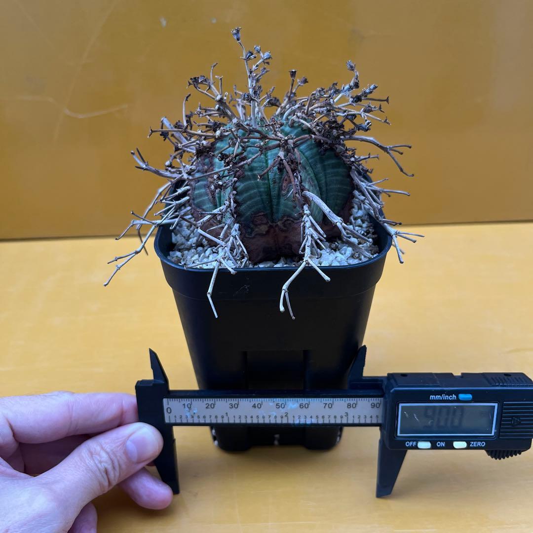 バリダ　ユーフォルビア　オベサ　ホリダ　2個セット