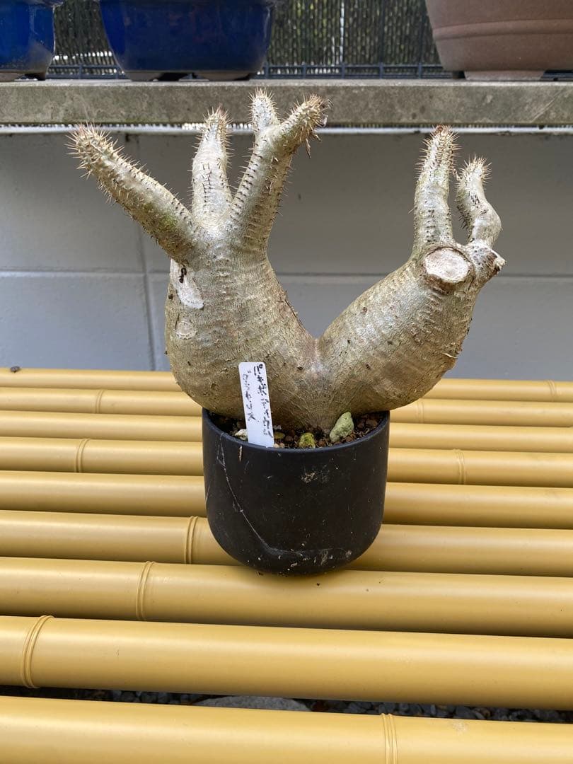 パキポディウム　グラキリス　二頭