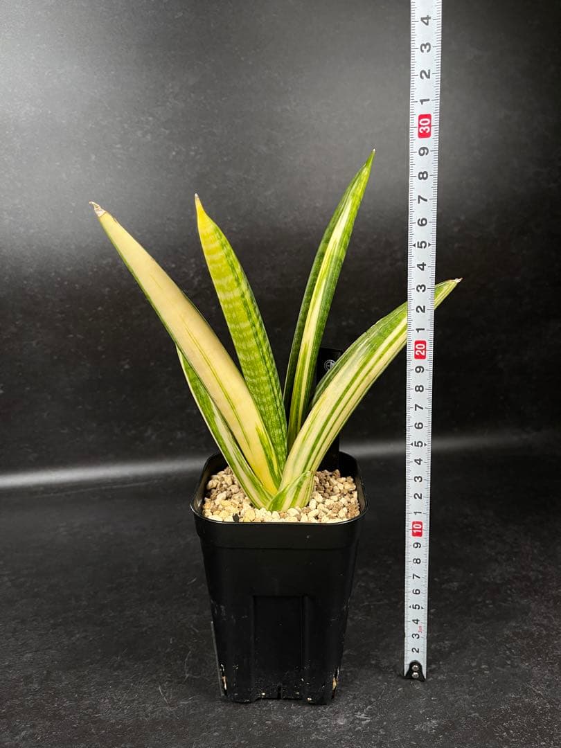 EMP サンセベリア マーシャアンジャニ / SA317