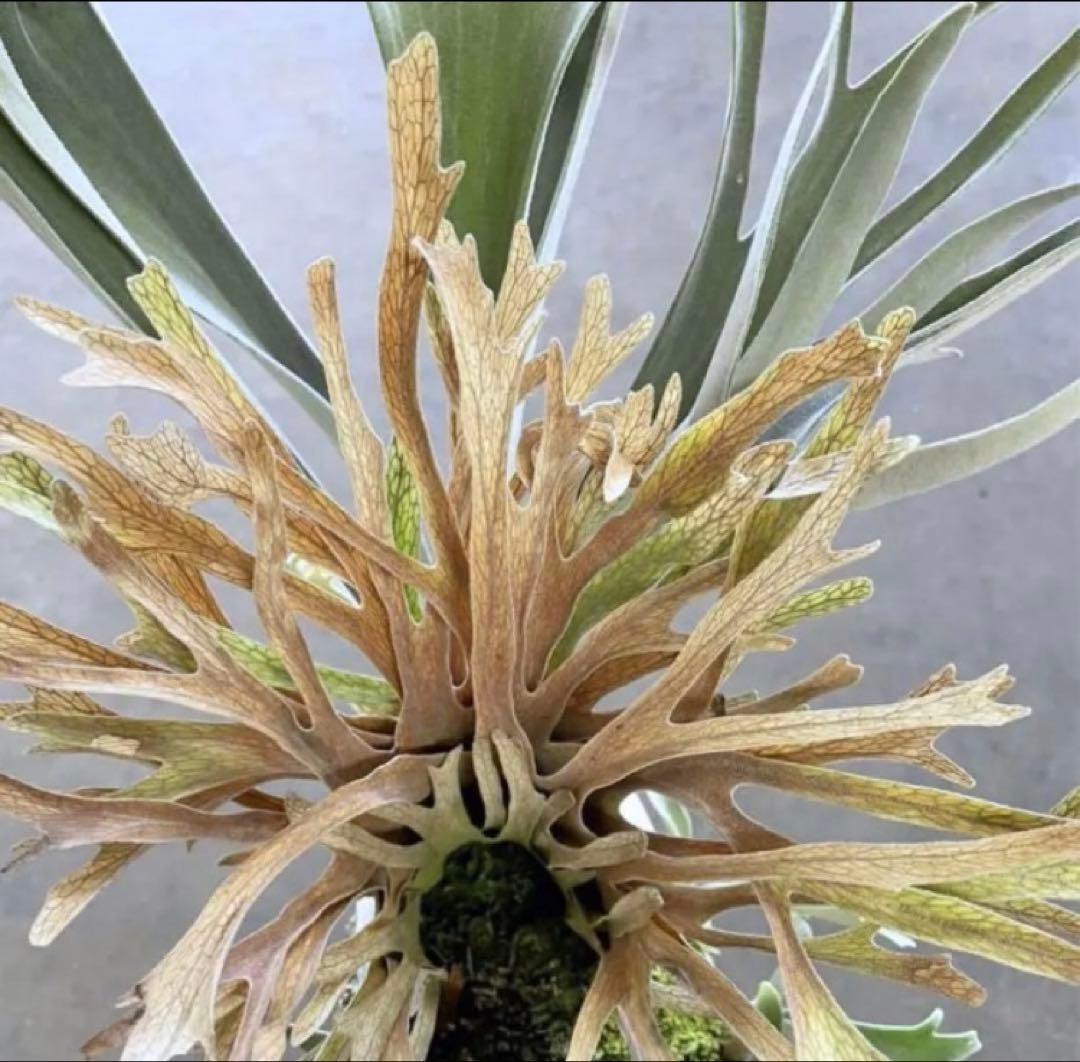 P.Veitchii Wild Australia Pup②【年末年始限定】