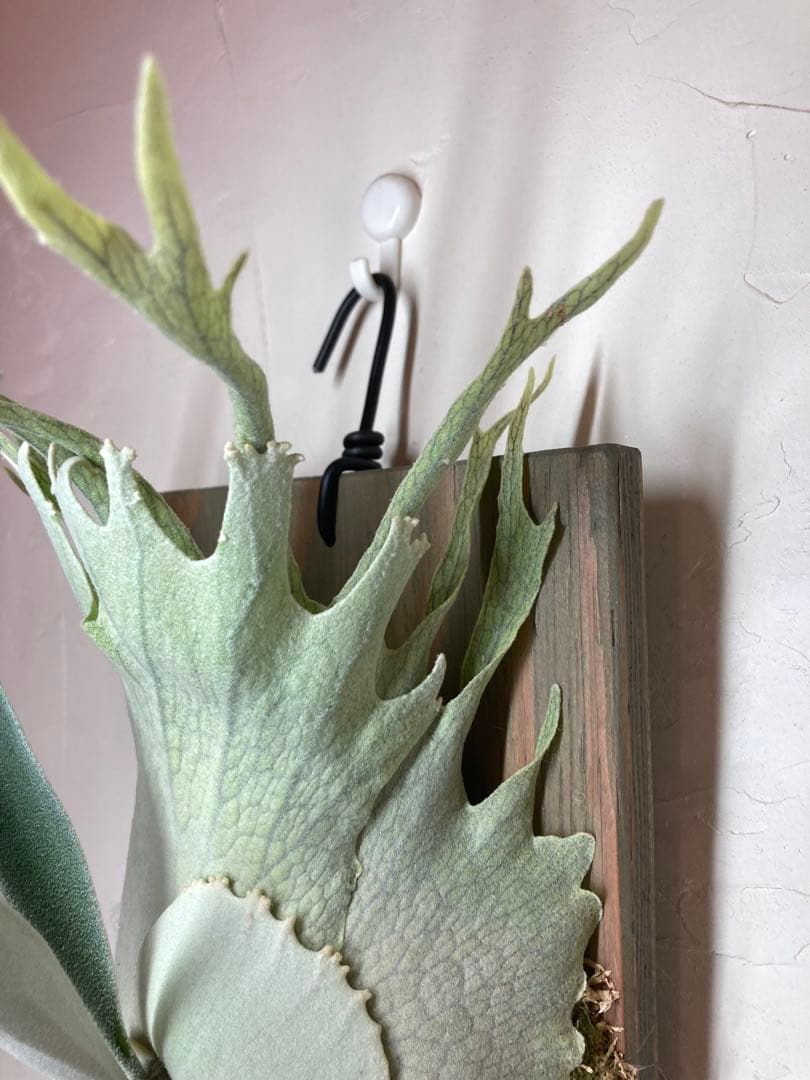 P.Veitchii Wild Australia Pup②【年末年始限定】