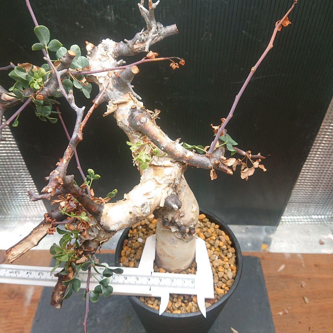 ②コミフォラ カタフ ピュア 塊根植物 現地株 パキプス