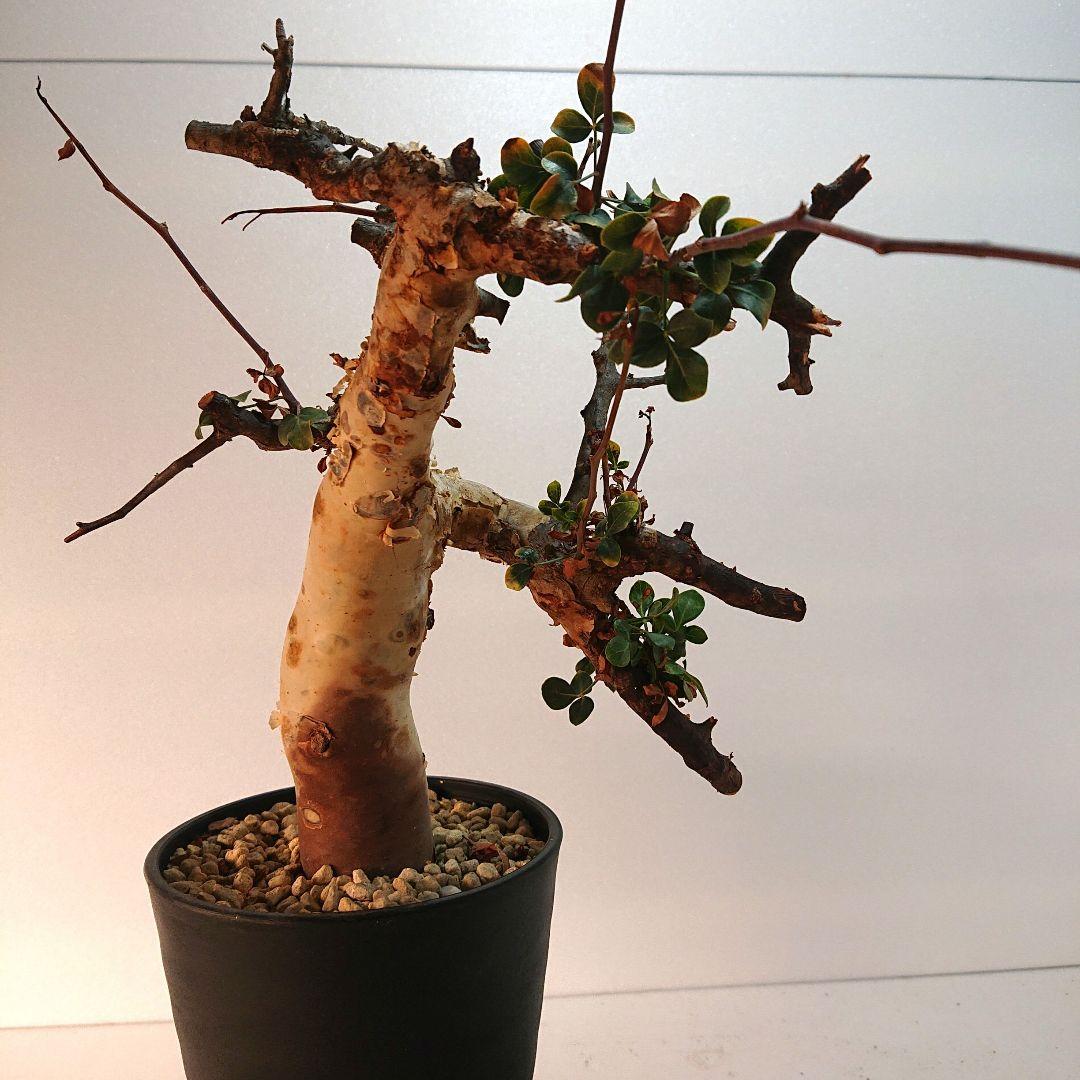 ②コミフォラ カタフ ピュア 塊根植物 現地株 パキプス