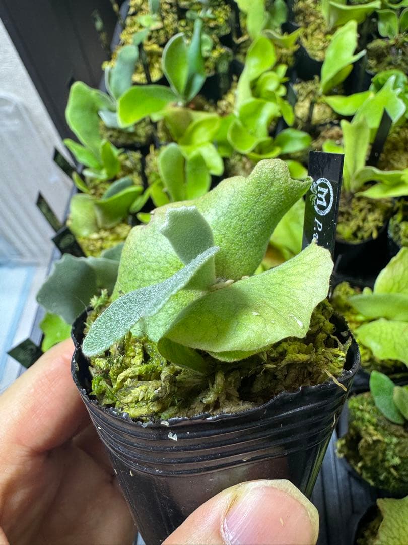 willinckii dwarf 2種　②