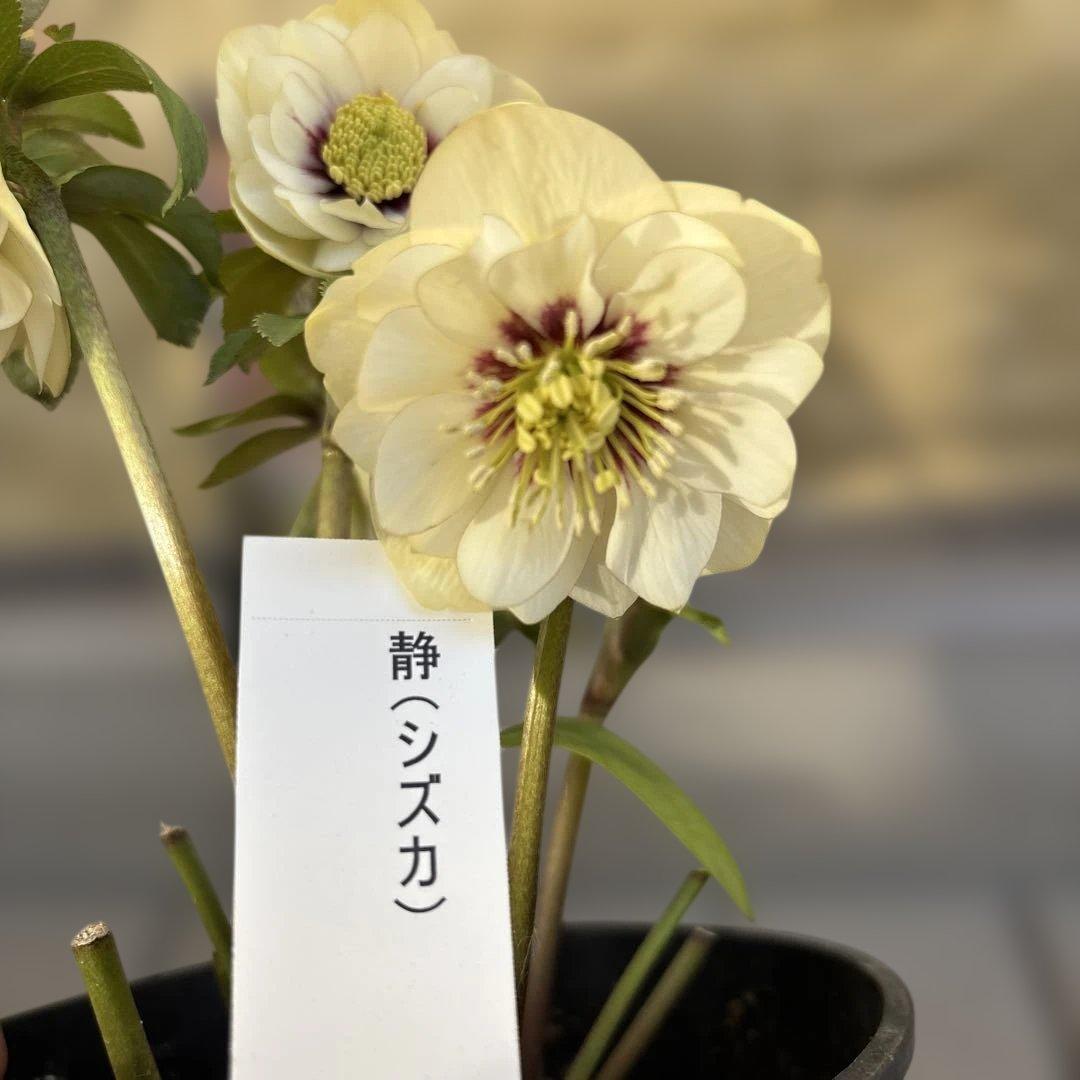 まい様ご依頼品