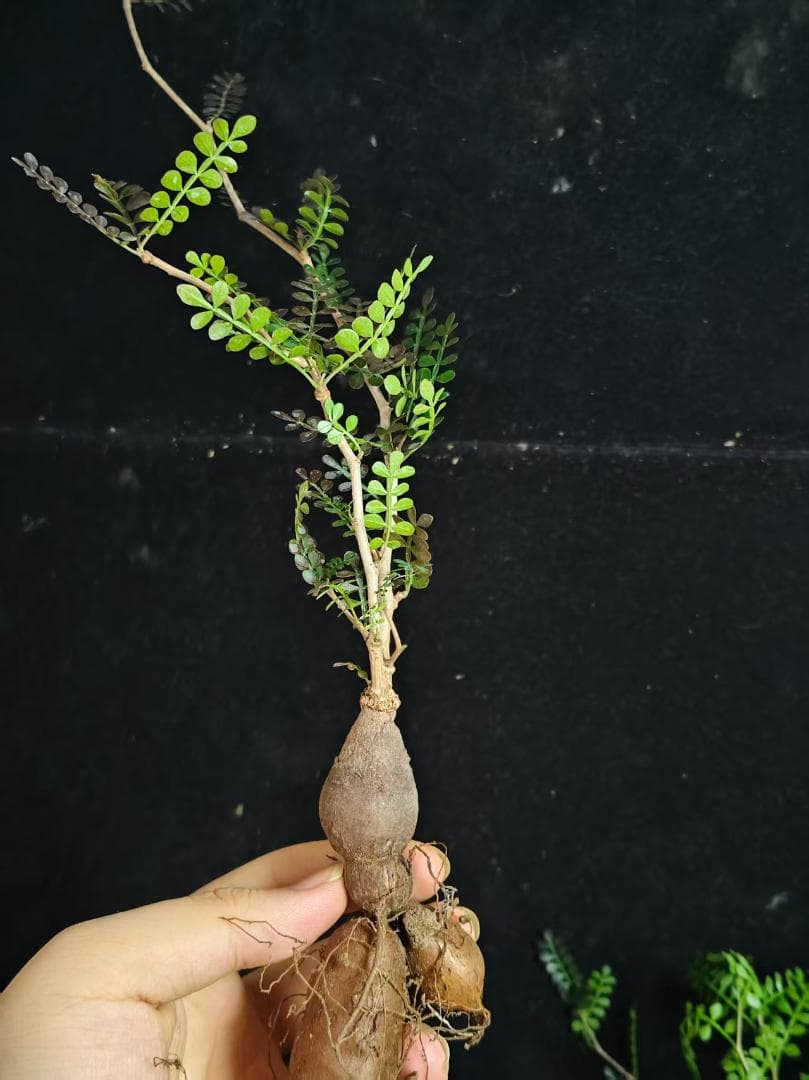 a*m様 オペルクリカリア パキプス／Operculicarya pachypu