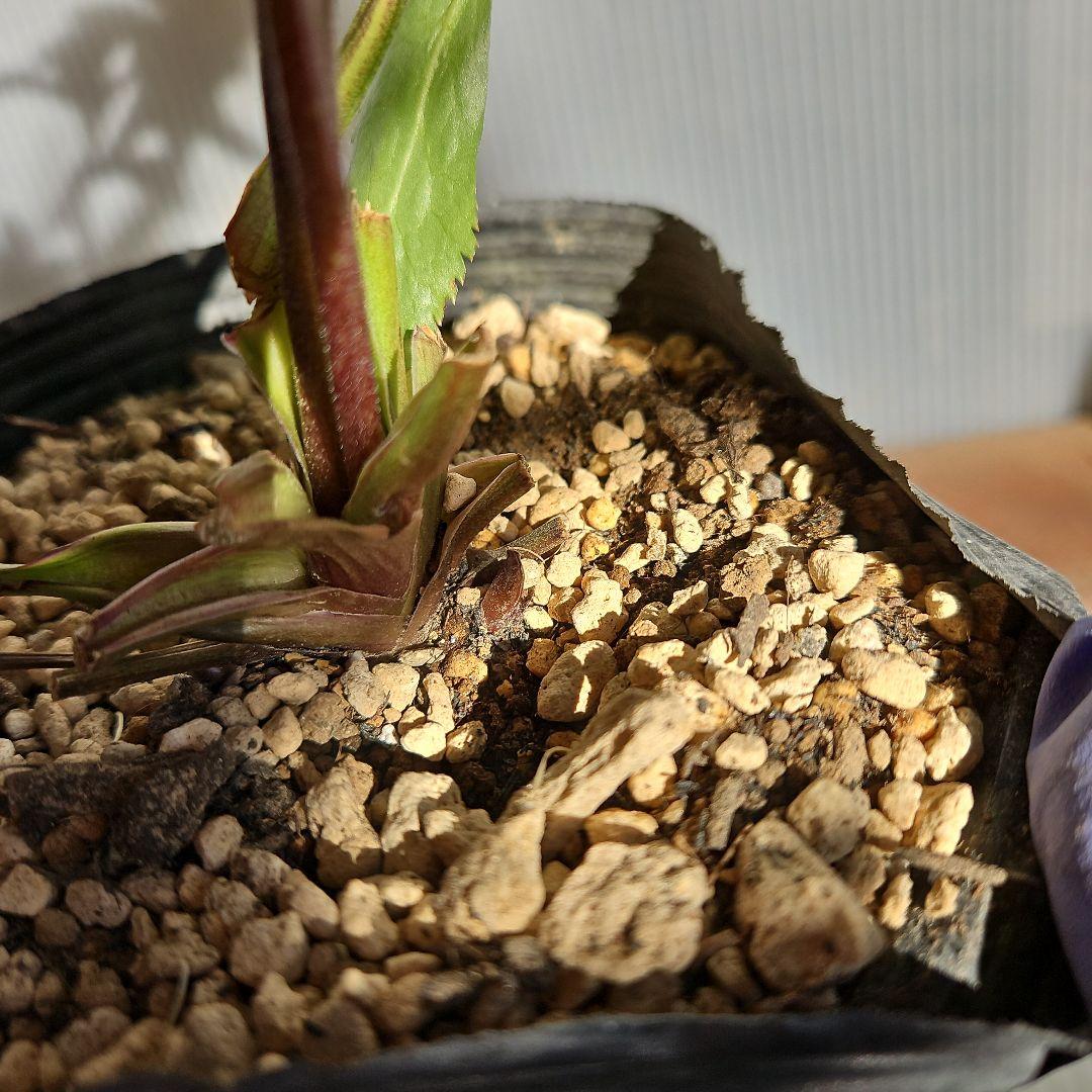 ㉖-253クリスマスローズ