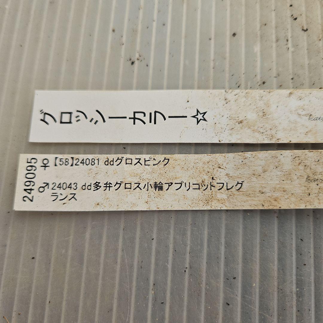 ㉖-253クリスマスローズ