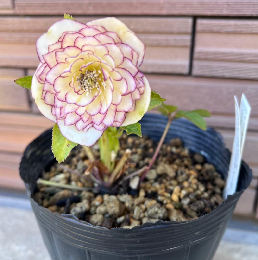 加藤農園クリスマスローズ ホワイトフローディーテ