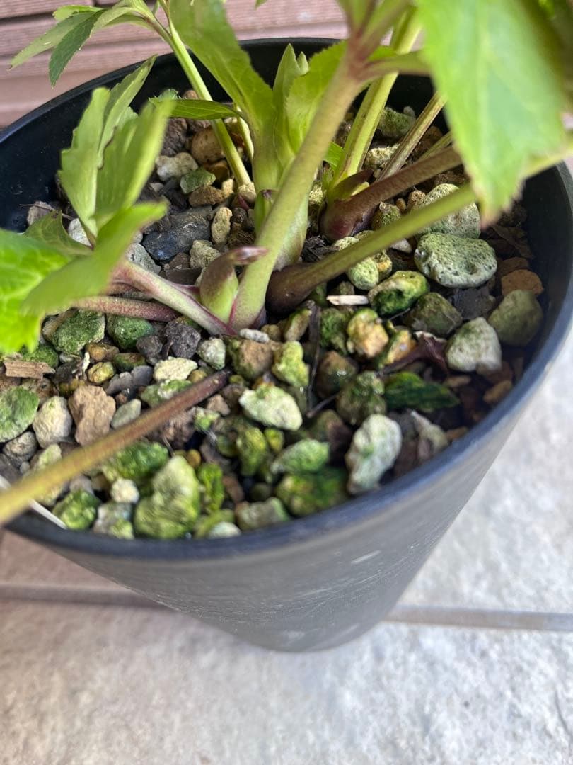 加藤農園クリスマスローズ ホワイトフローディーテ