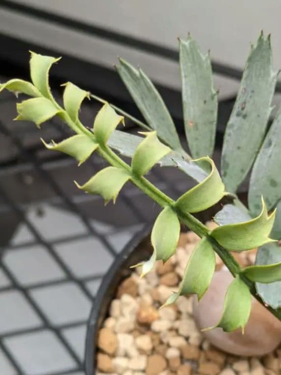 そ*ぶ様 エンセファラルトスホリダス★カイルンシアナパキプス古木オリーブグラキリ