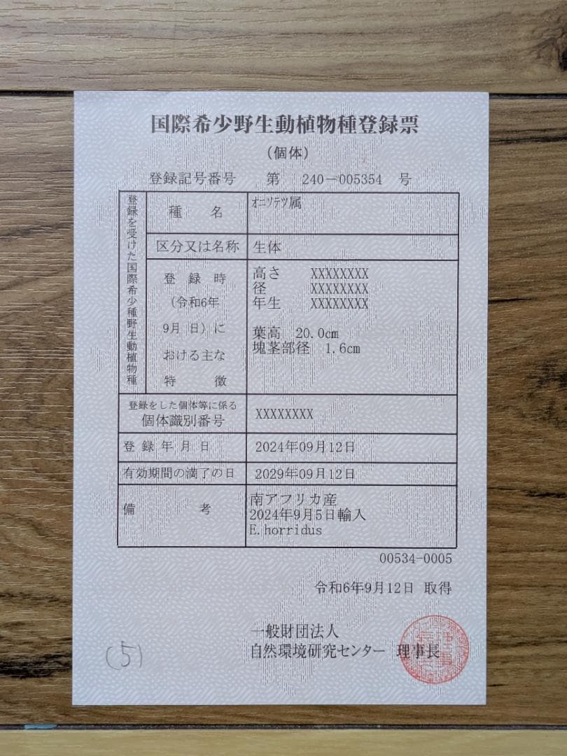 そ*ぶ様 エンセファラルトスホリダス★カイルンシアナパキプス古木オリーブグラキリ