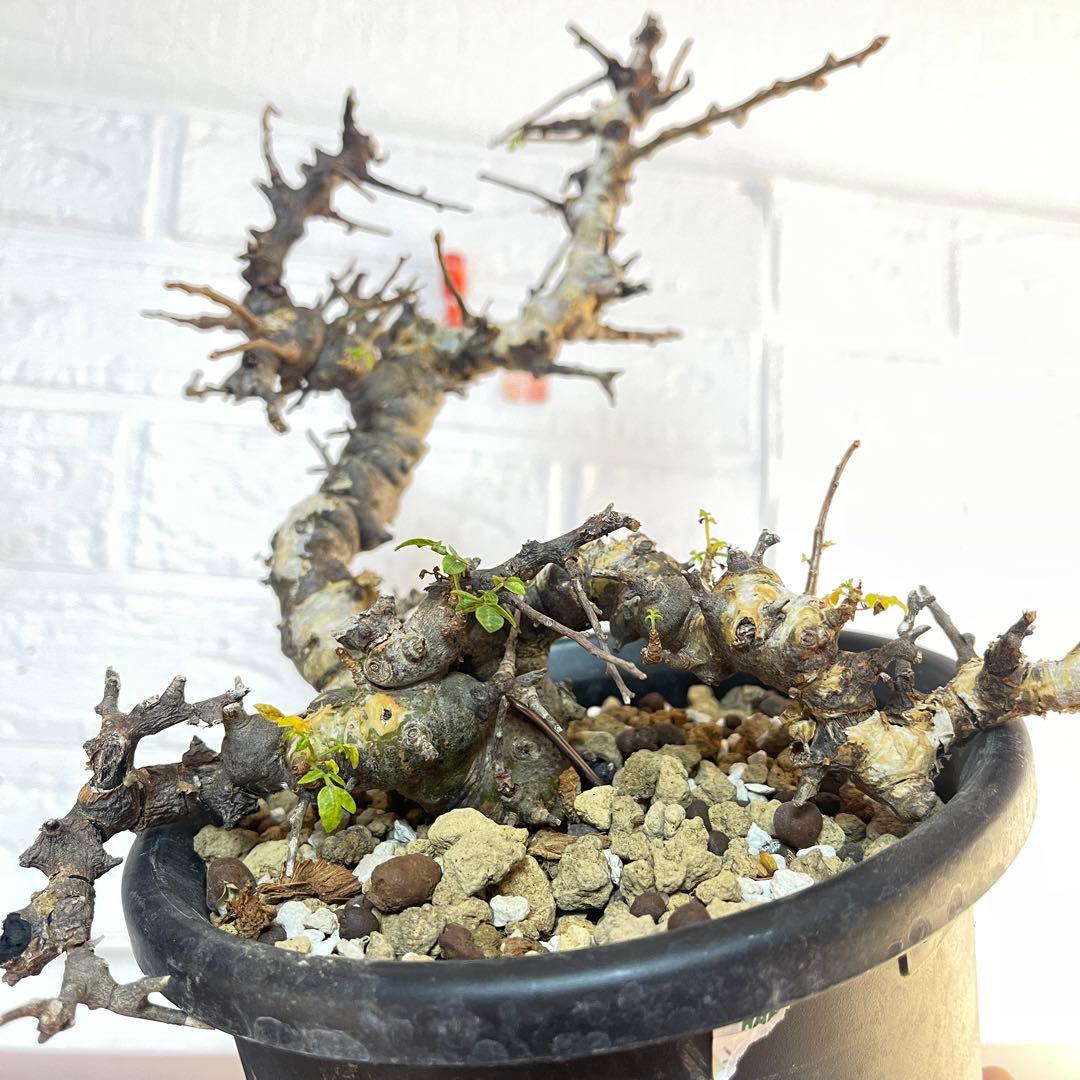 コミフォラ エイル 発根済み現地球