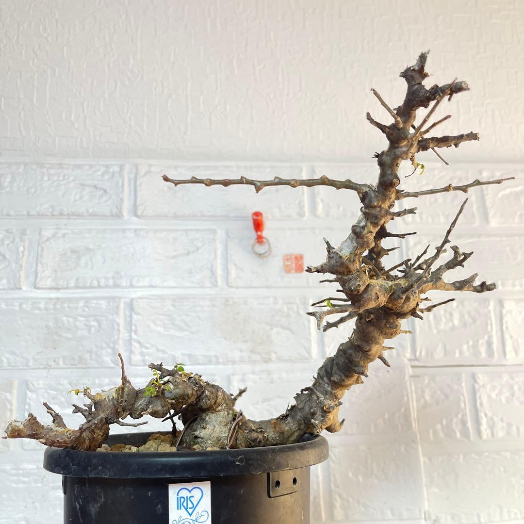 コミフォラ エイル 発根済み現地球