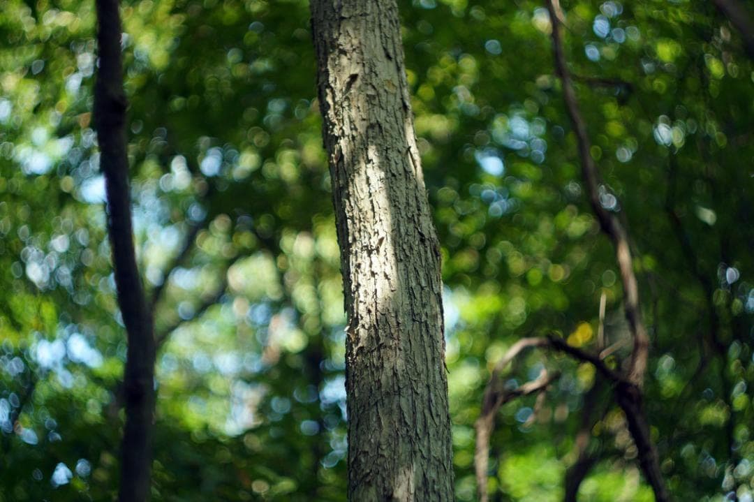 3【希少】　後期ゼブラ　未使用　ぐるぐるボケレンズ　ヘリオス44-2　M42