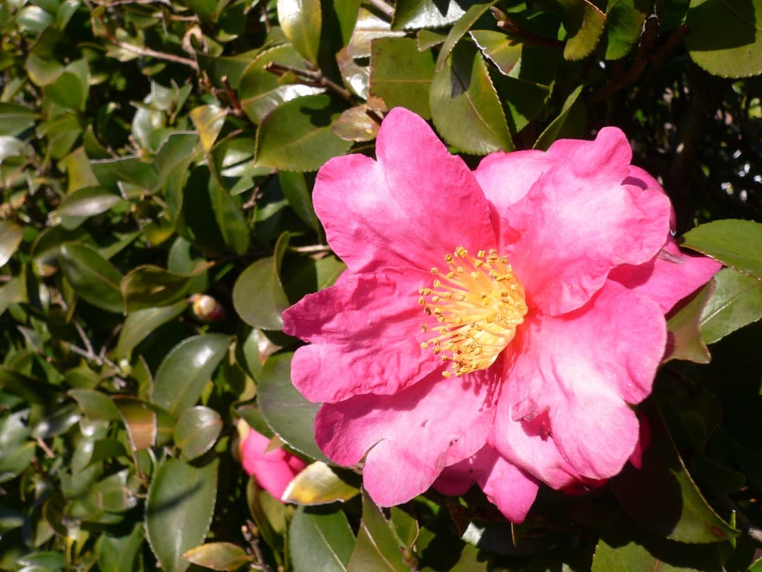 実写美⭕️美品【動作確認済】パナソニック LUMIX DMC-FX7 シルバー