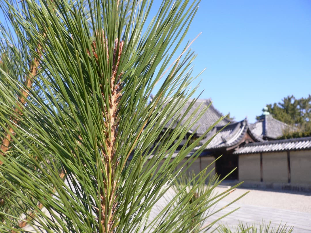 実写美⭕️美品【動作確認済】パナソニック LUMIX DMC-FX7 シルバー