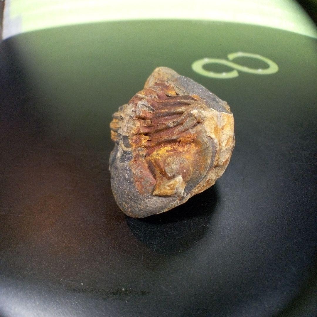 三葉虫　化石　fossil　ボリビア産　トライロバイト　三葉虫個体②