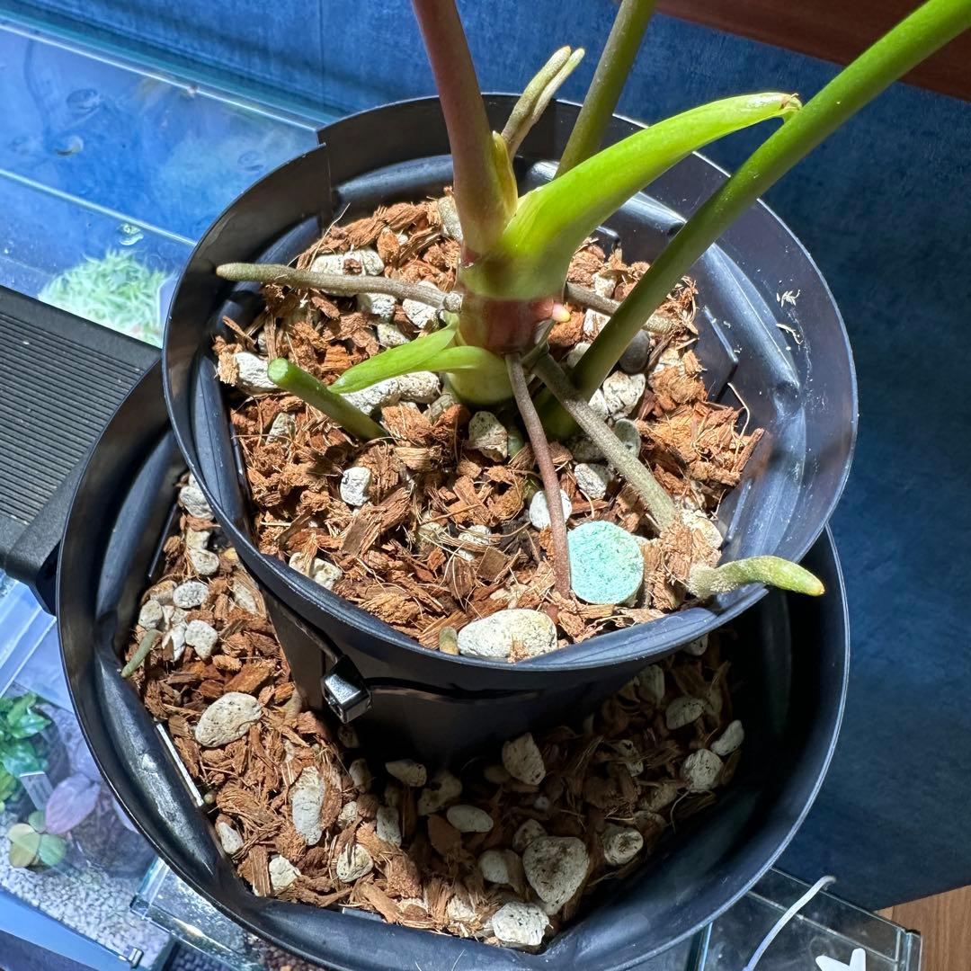 Anthurium regale アンスリウム レガレ