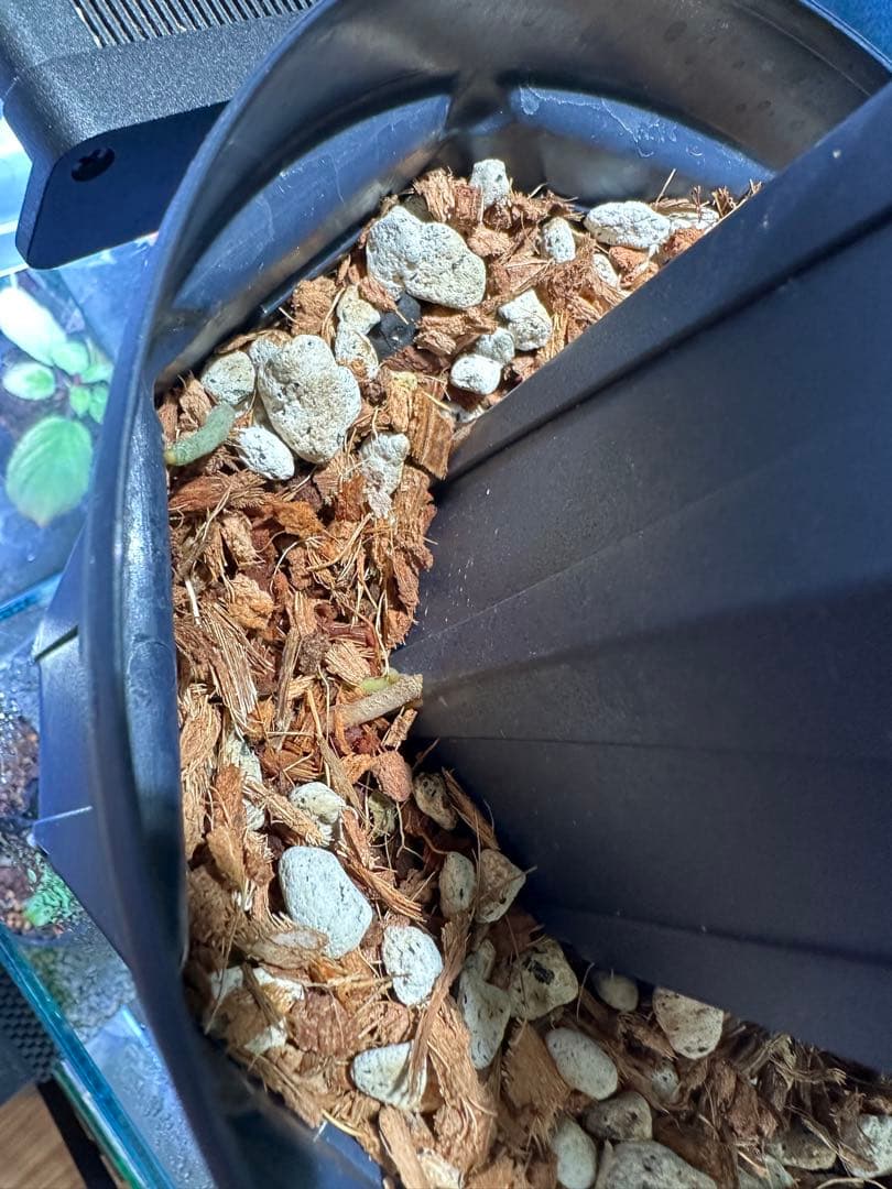 Anthurium regale アンスリウム レガレ