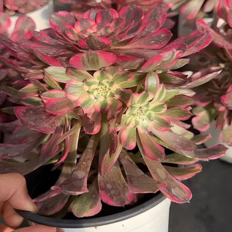 Top【選抜株】多肉植物　23283アエオニウム　ウィッチ 12個　鉢無し/脱土