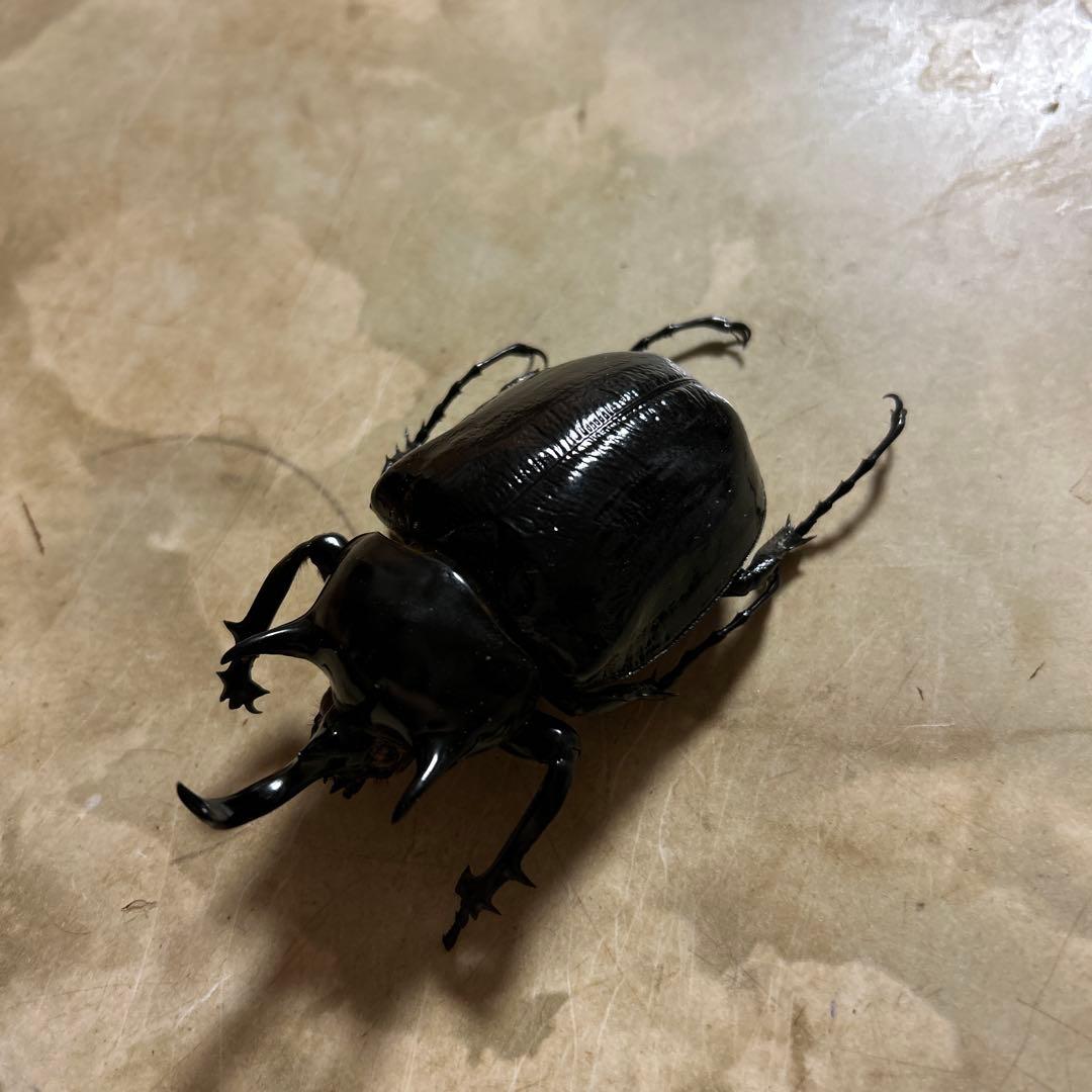 マルスゾウカブト死虫
