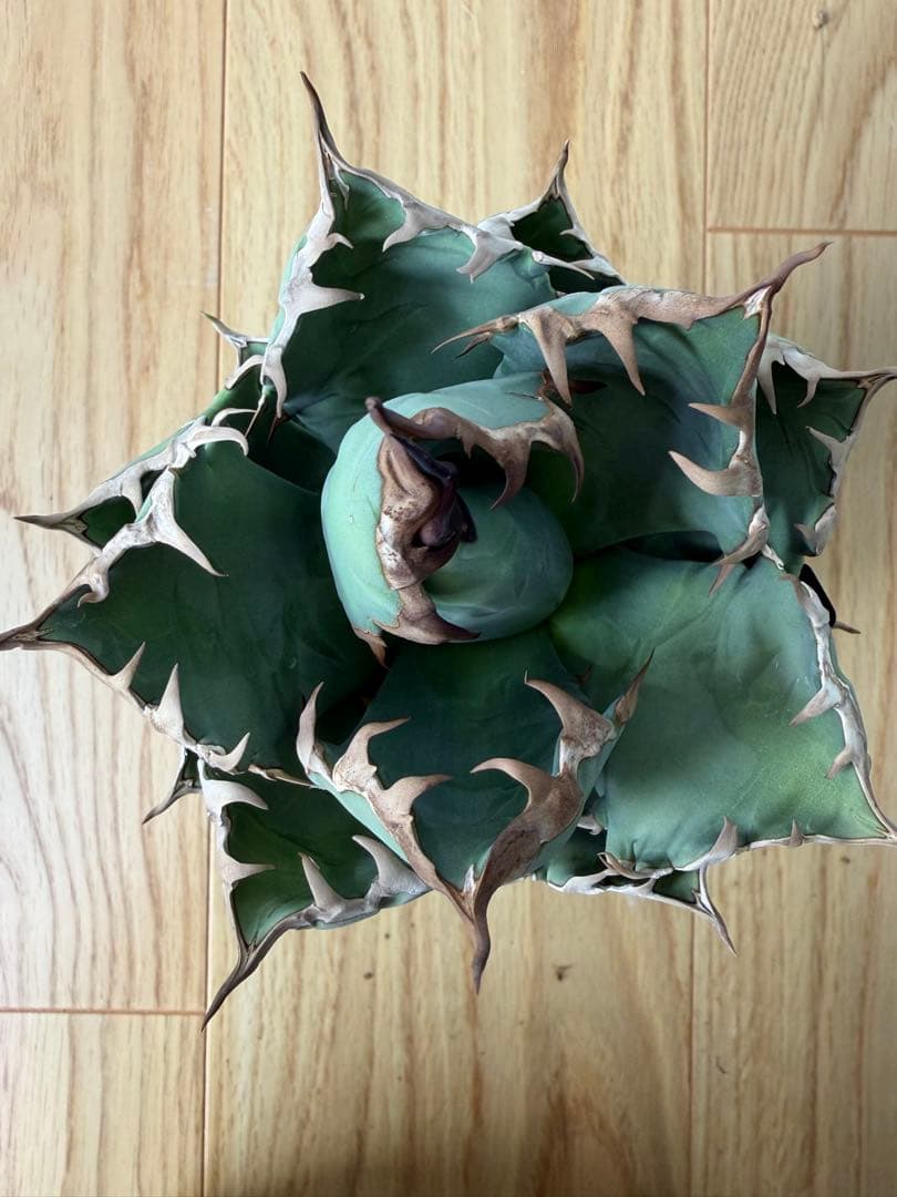 アガベ　大株セット【格安】