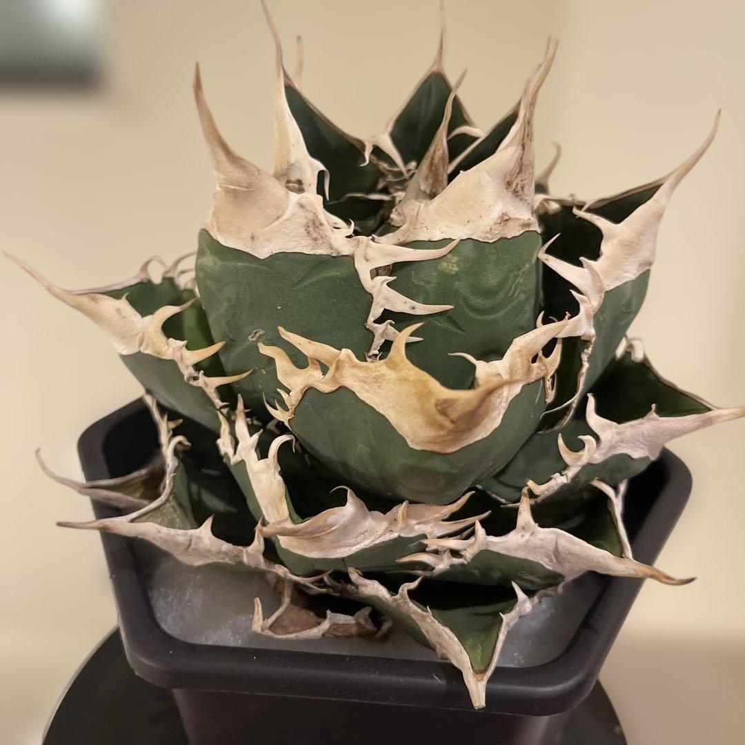 アガベ オテロイ 緑幽霊 初代親株 A128