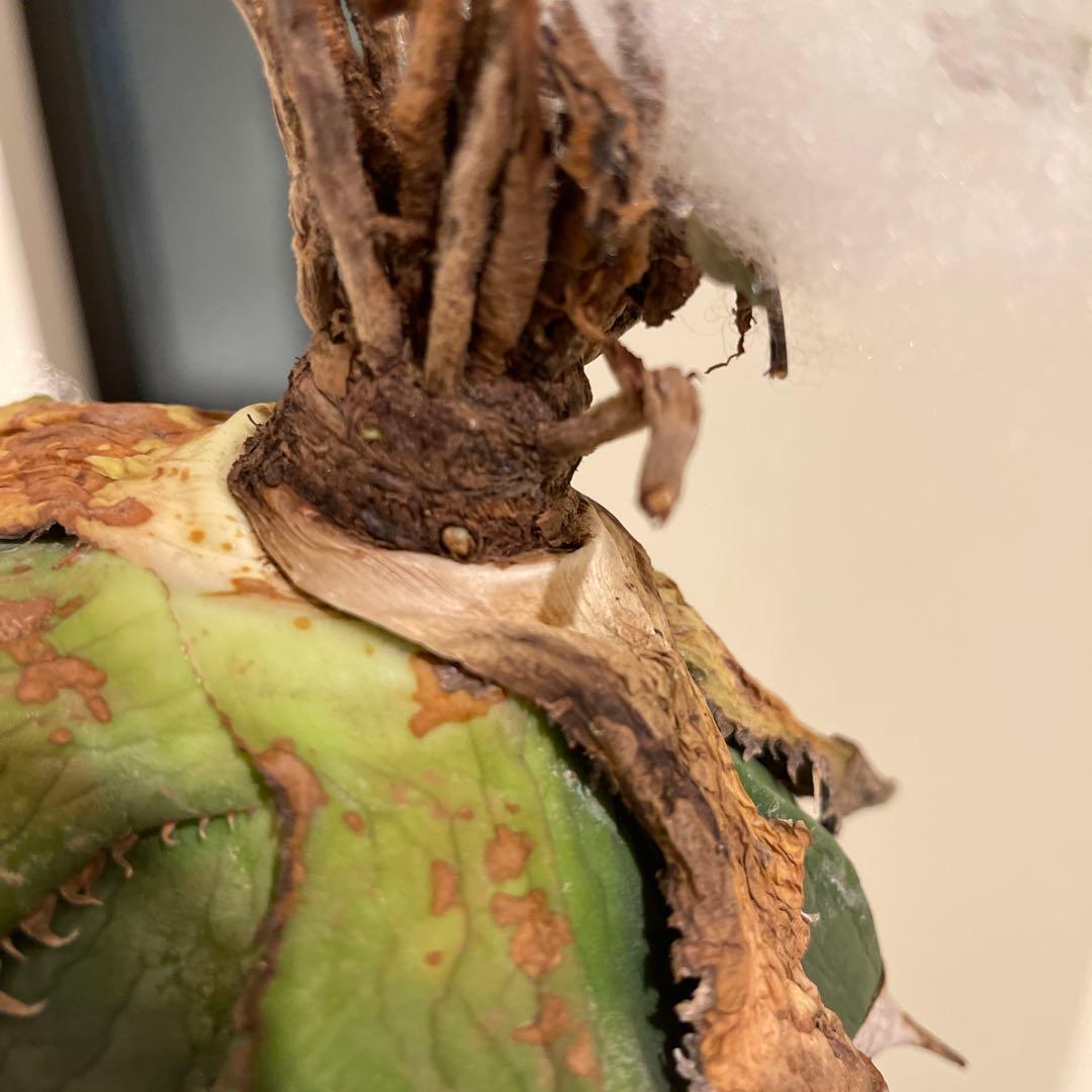 アガベ オテロイ 緑幽霊 初代親株 A128