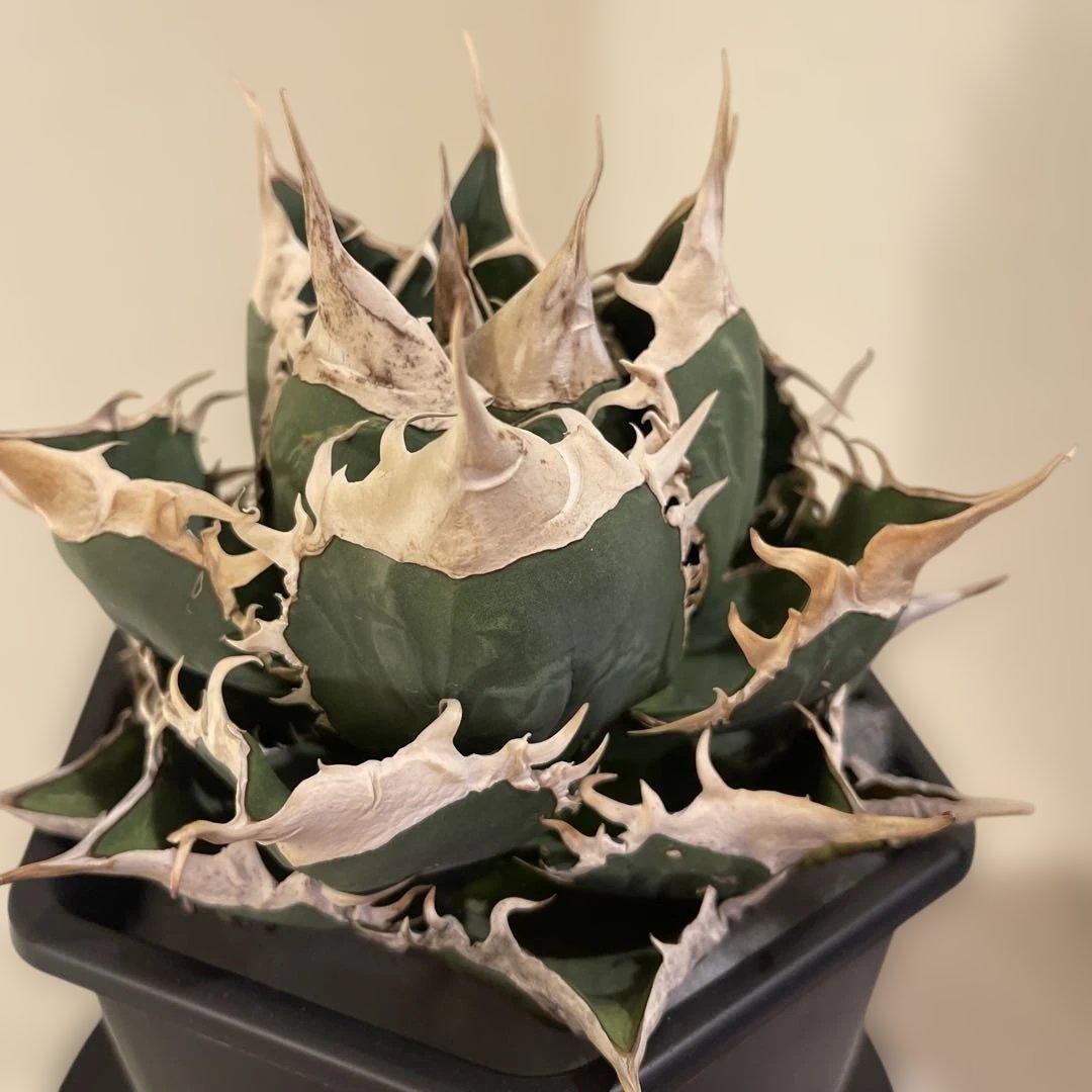 アガベ オテロイ 緑幽霊 初代親株 A128