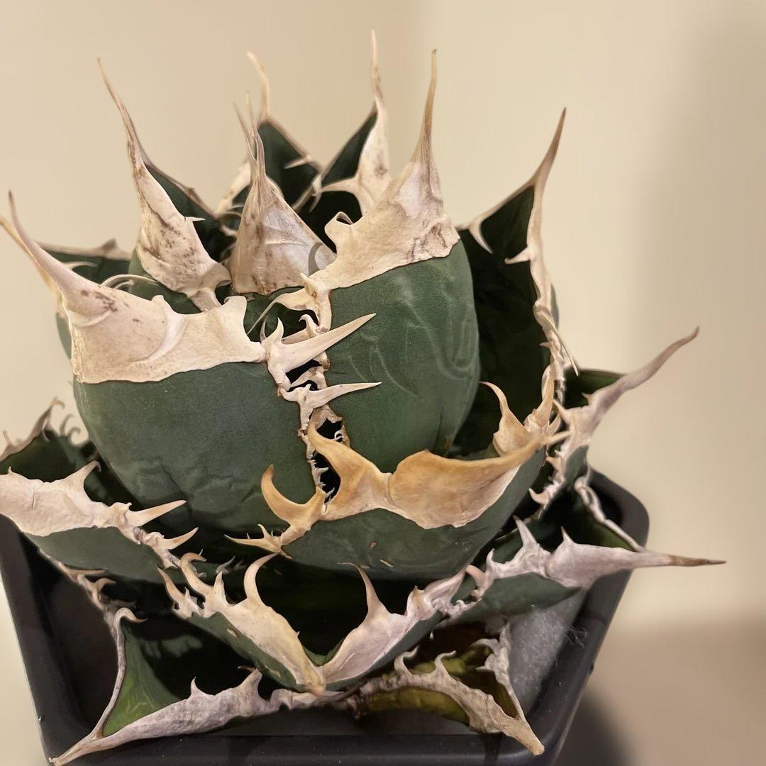 アガベ オテロイ 緑幽霊 初代親株 A128