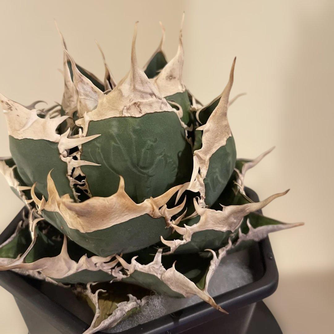 アガベ オテロイ 緑幽霊 初代親株 A128