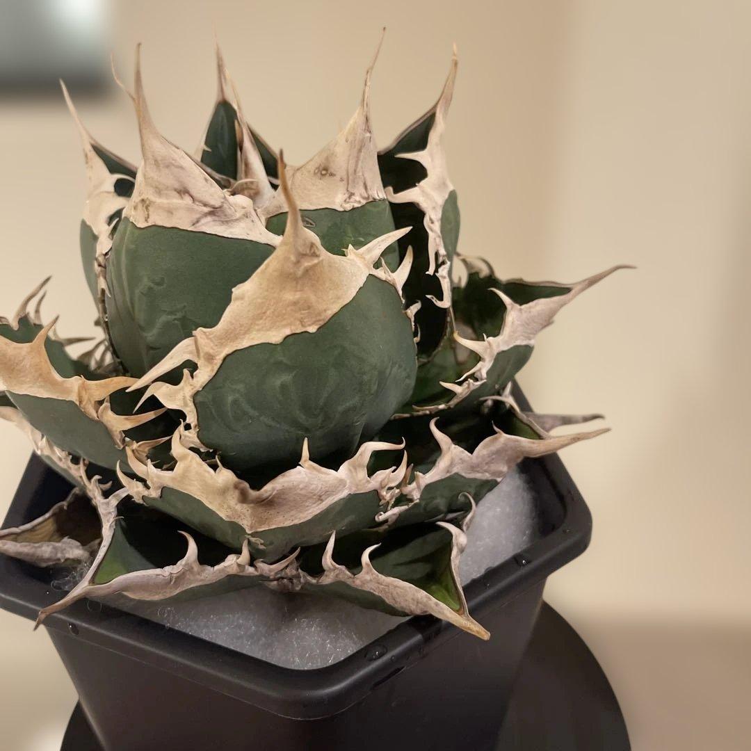 アガベ オテロイ 緑幽霊 初代親株 A128