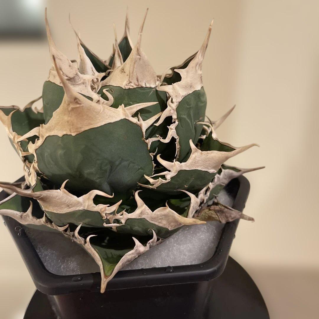 アガベ オテロイ 緑幽霊 初代親株 A128