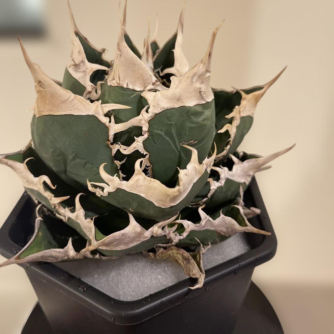 アガベ オテロイ 緑幽霊 初代親株 A128