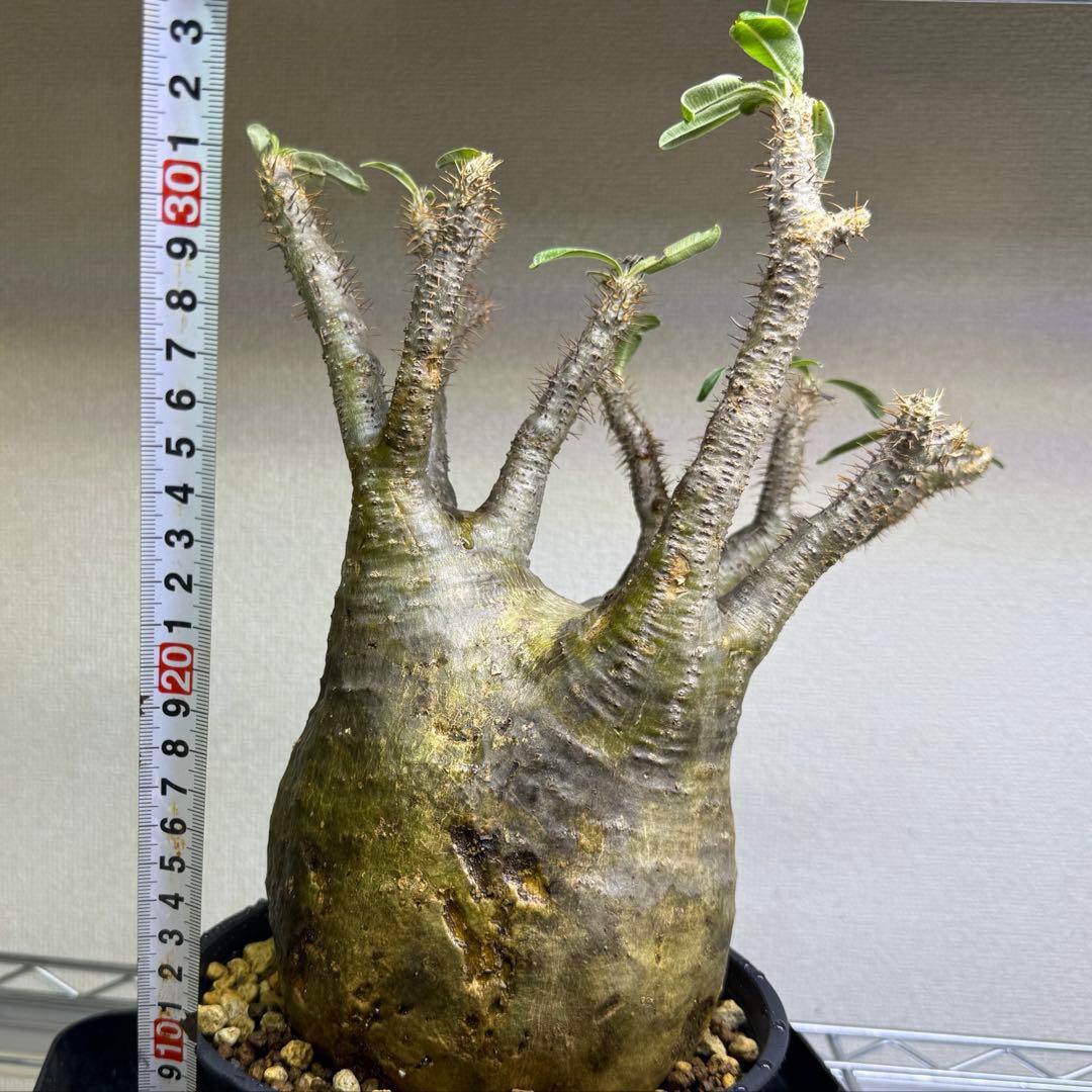 パキポディウム グラキリス 現地球 発根管理中