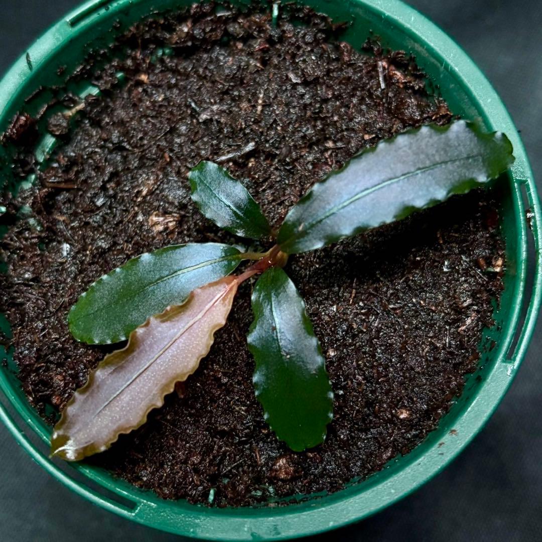 ブセファランドラsp.ブラウニーレッド2015