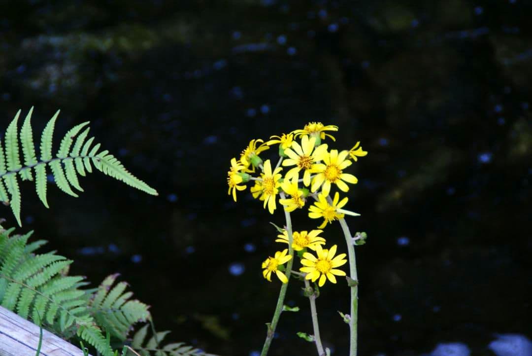 SONY DT 18-200mm F3.5-6.3 ズームレンズ