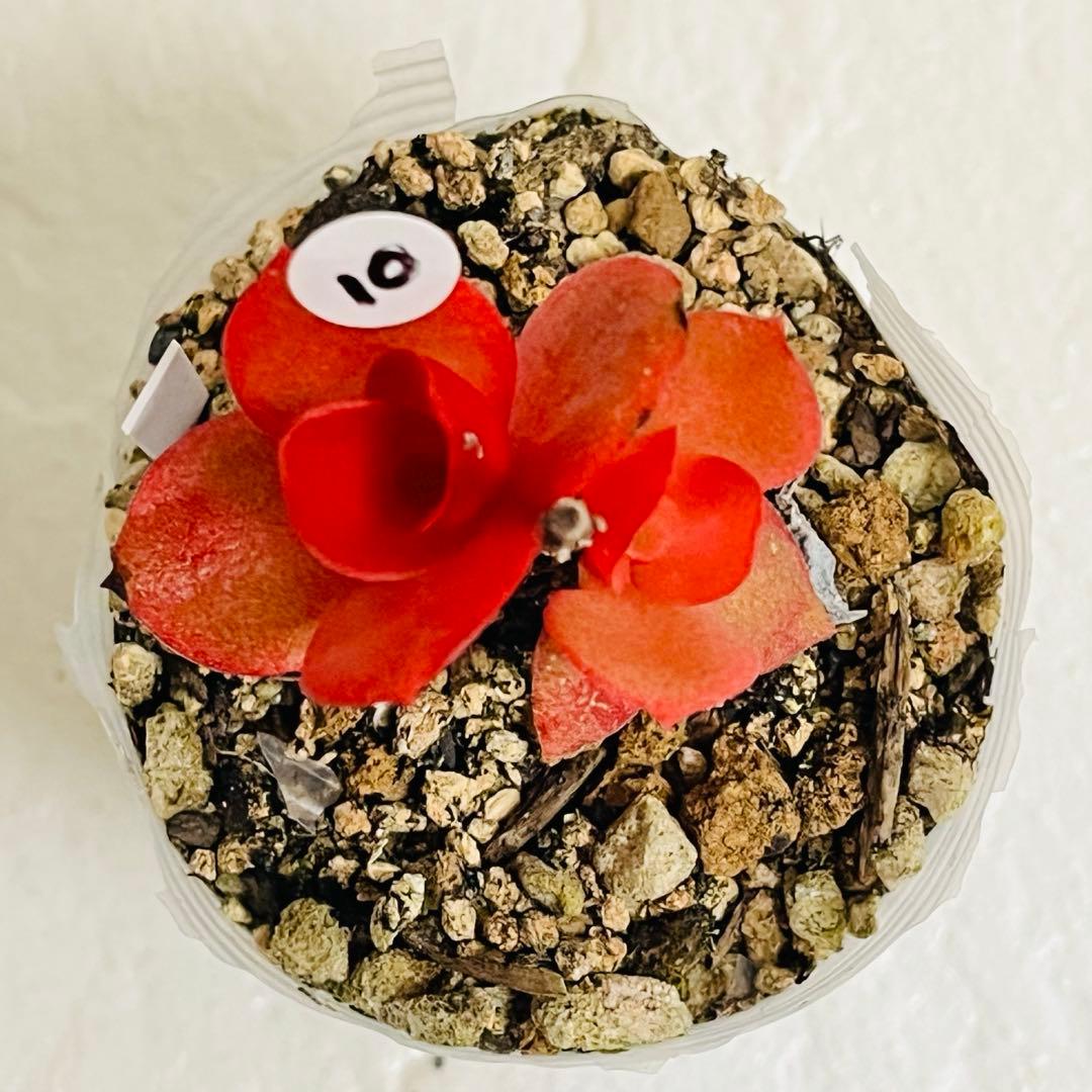 10【現品　カット】りんご火祭り　火祭りの斑入り　小さい　コメント下さい　傷有り