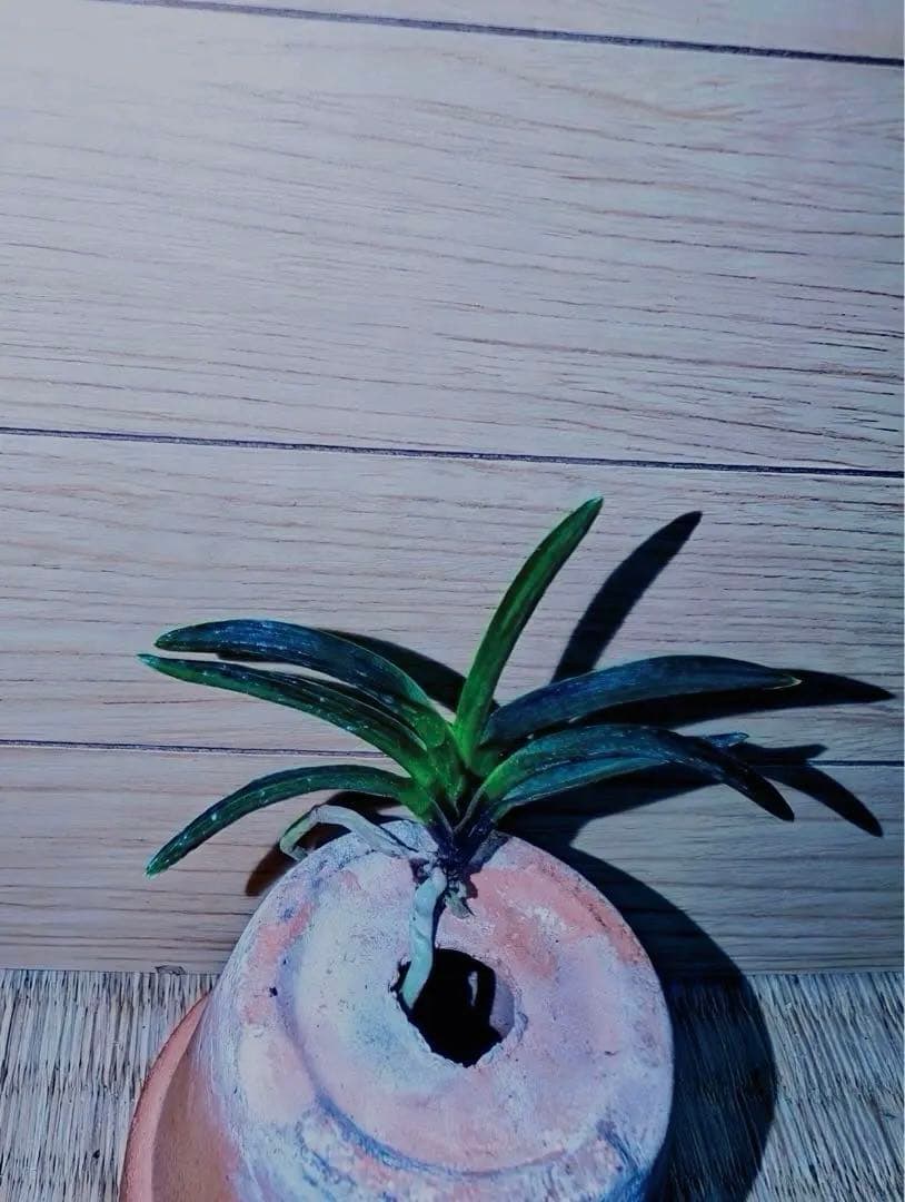 富貴蘭「漆黒黒牡丹」極上木②