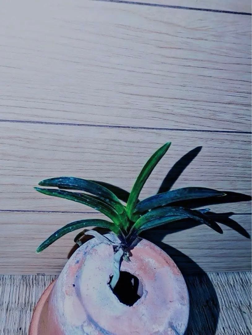 富貴蘭「漆黒黒牡丹」極上木②