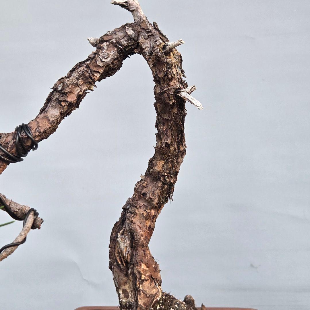 黒松　[変わり木]　中品盆栽素材