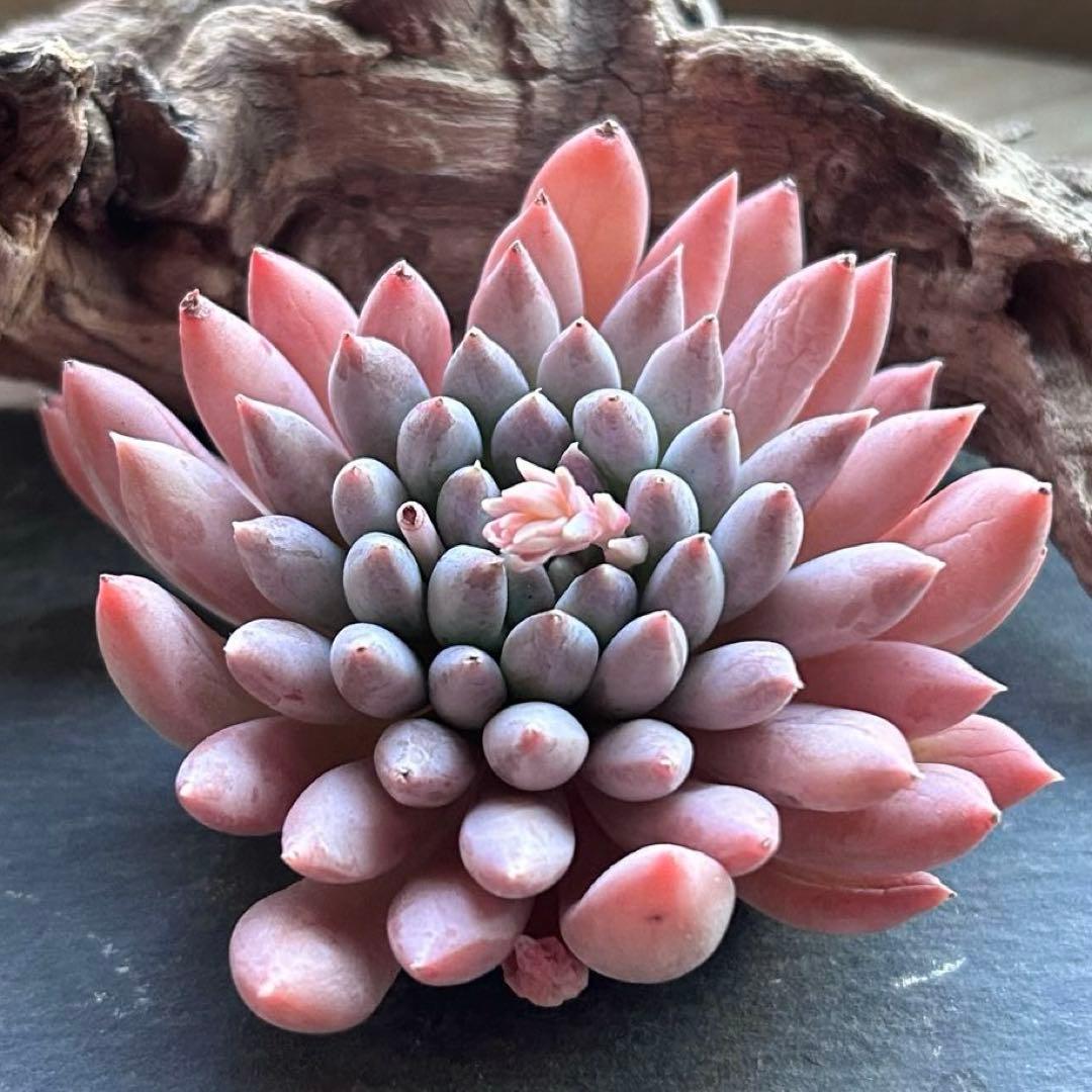 ❣️ 美苗♡ファントムビューティー❣️現品 エケベリア 寄せ植え 多肉弁当 多肉植物