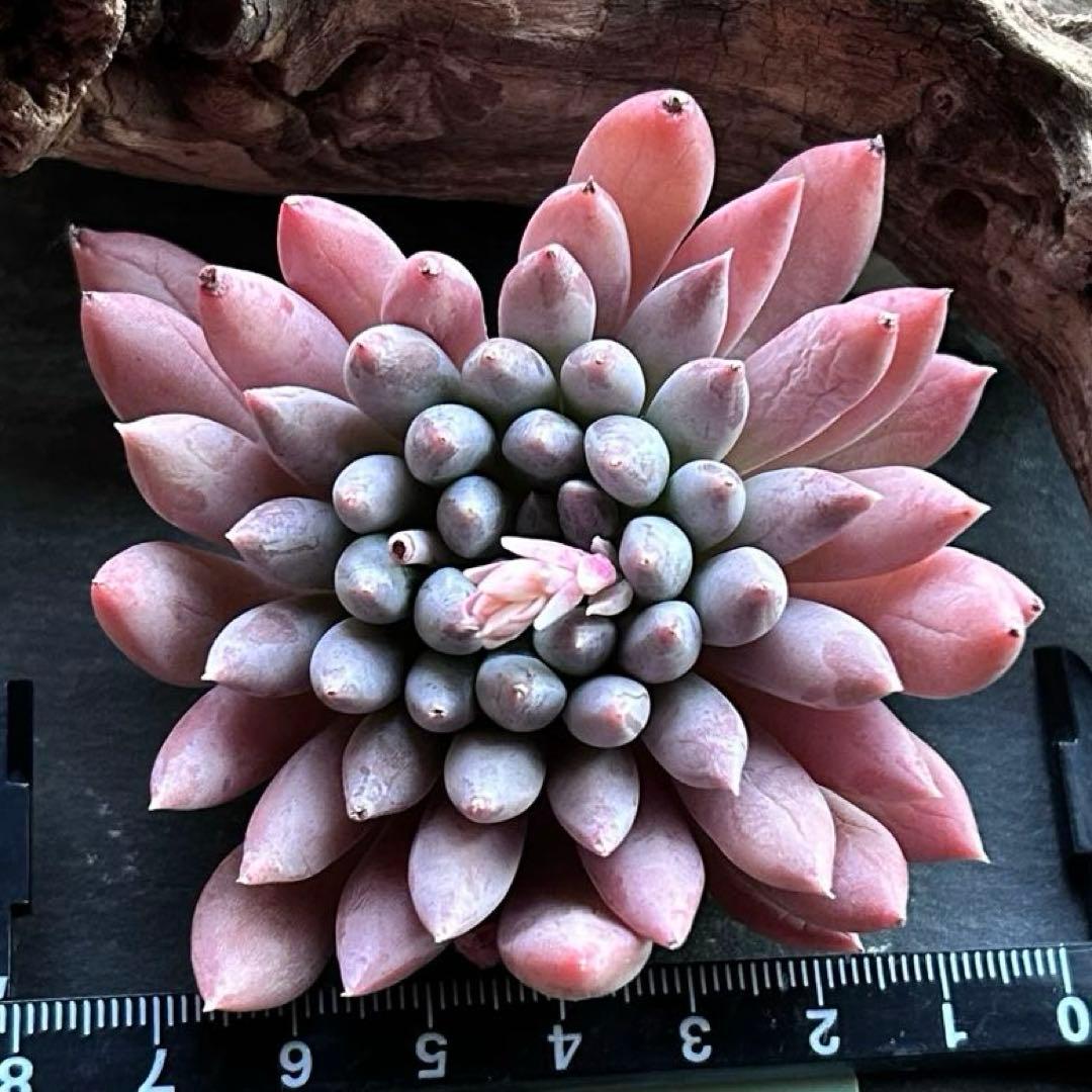 ❣️ 美苗♡ファントムビューティー❣️現品 エケベリア 寄せ植え 多肉弁当 多肉植物