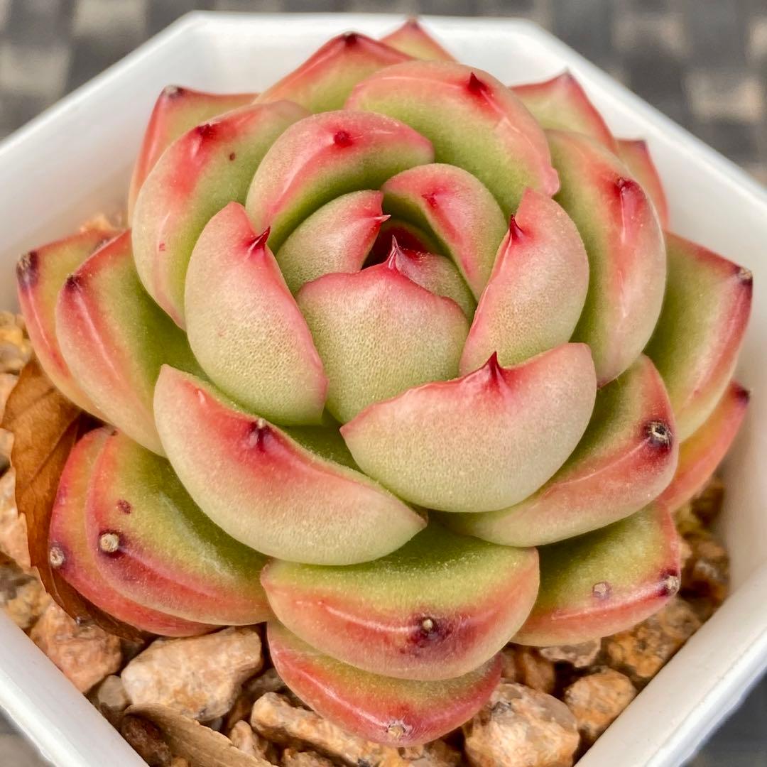 多肉植物　モンブラン